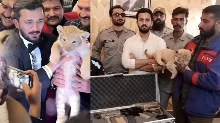 TikToker Rajab Butt sentenced for illegal possession of a lion cub