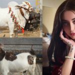 Alizeh Shah Shares Her Thoughts on Qurbani This Eid
