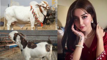 Alizeh Shah Shares Her Thoughts on Qurbani This Eid